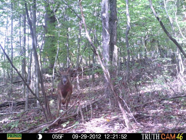 This was the first day of the Pennsylvania archery season. I think this buck was a little bit excited.