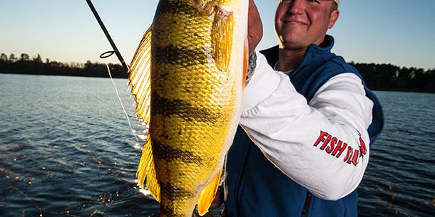 Perch Fishing: How to Catch Prespawn Slabs