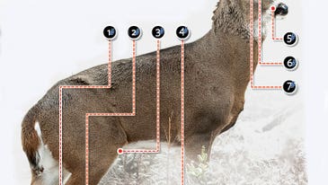 Understanding Seven Deer Glands
