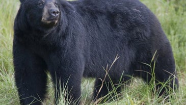 Florida Cancels Bear Hunt Owing to Public Pressure