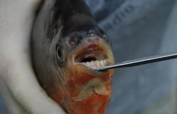Pacu are known for their human-like teeth, used for crushing seeds and nuts.