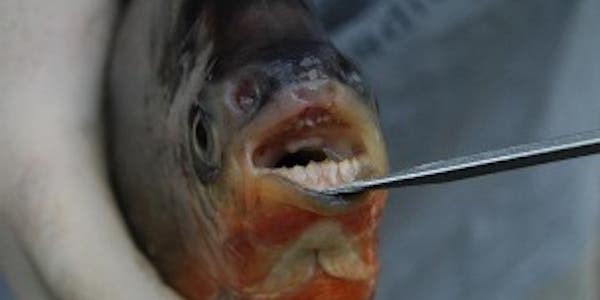 South American Pacu Fish Found in Michigan Waters