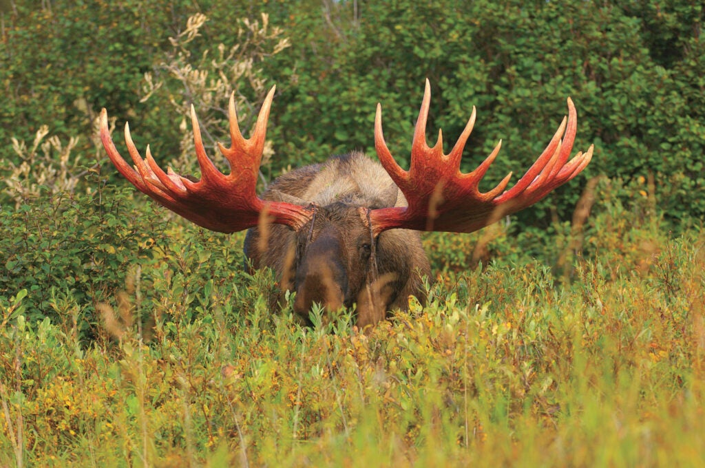 This bull moose had just shed his velvet when Mark Raycroft found him last August in central Alaska's scrub country. "He was eating and thrashing the alders, trying to get those last strands of velvet out of his eyes," Raycroft says. "He's one of the biggest I've ever seen. You could lie in his rack and he could hold you up, too. By morning, he'd washed all that dried blood off and his antlers were completely brown. They're only red like that for a few hours." <strong>Location:</strong> Denali National Park, Alaska<br />
<strong>Issue:</strong> July 2008