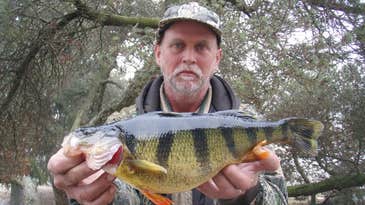 New State-Record Perch Comes Through the Ice in Iowa