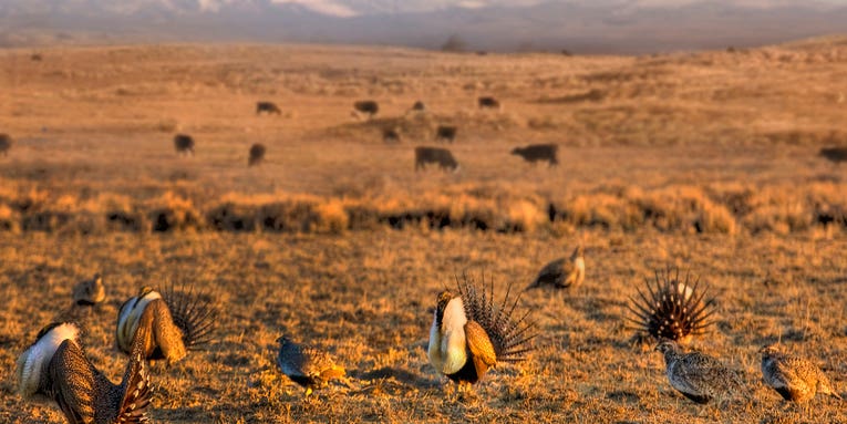 Sportsmen’s Groups Respond to Controversial Changes in Sage Grouse Management