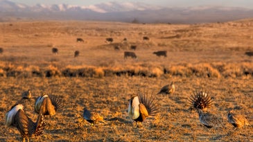 Sportsmen’s Groups Respond to Controversial Changes in Sage Grouse Management