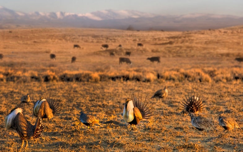 sage grouse and conservation