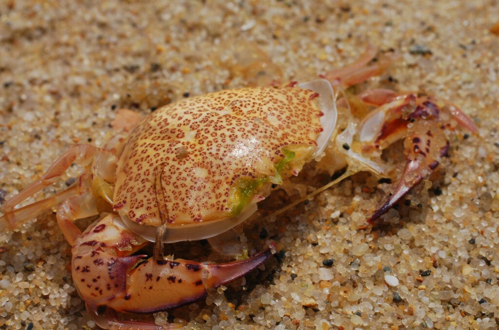 Both the native lady calico (shown) and the invasive European green crab are dietary mainstays of the striped bass and other species. Look for the ladies on the outside beaches or sandy estuaries, and look for greenies around mussel or rock beds or other dark bottoms. Scanning the high tide line for shells is a good way to figure out which one is more prevalent at you favorite fishingr hole. Crabs are best imitated by flies like Del Brown's Merkin or those tied by Alan Caolo. Fairly recently, a few companies have begun producing pretty solid soft-plastic crab imitations.