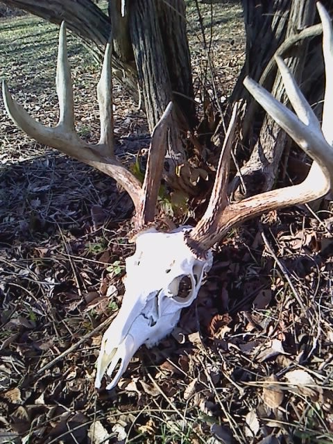 Me and my buddy were looking around for a spot to go turkey hunting and we ran acrossed this 150's class deer. Crazy huh? I don't know if we will ever be lucky enough to find something this big again by accident. No arrow or anything around his body just bone. Me and my dad cleaned the buck up for my buddy since he was the one who spotted him first.