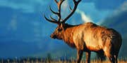 Five Ways to Beat the Crowd and Arrow a Trophy Pre-Rut Elk