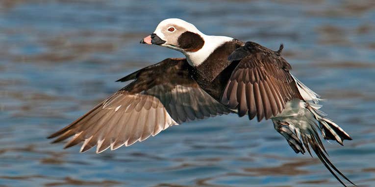 The Perfect Storm: Hunting Sea Ducks on the Chesapeake Bay