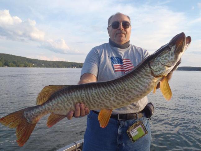 This Tiger Muskie was caught and released with a Buck Perry's Spoonplug, on Greenwood Lake with guide Capt. Dave of Live to fish Guide Service.