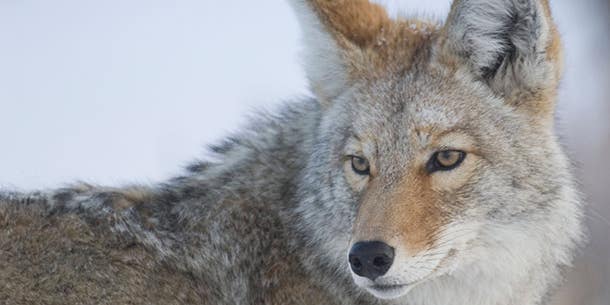 Predator Hunting: 3 Distress Calls that Will Bring Coyotes Running