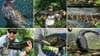 collage of snakeheads