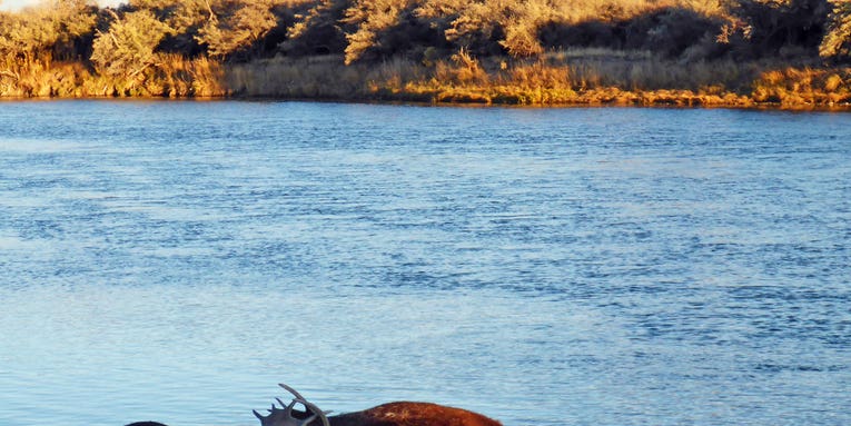 Photos: Dead Moose Discovered in Wyoming’s Green River