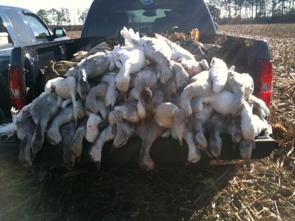 Awesome day of snow goose conservation.