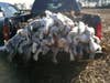 Awesome day of snow goose conservation.