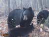 mom bear and cubs on trail camera