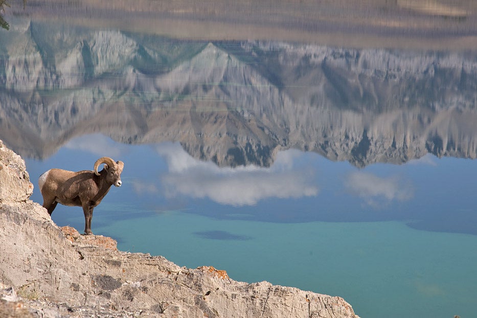 With the mirror image of the Rocky Mountain Front as backdrop, this bighorn sheep appeared to defy gravity, perched on a craggy ledge above a lake reflecting the sky. Photographer Don Jones was able to frame this trompe l'oeil effect from a spot across a gully from the ram and seven or eight other males that had just made their way uphill and out of view. Jones had to balance on dicey terrain, with his back to a steep incline, but he felt that the ram was in a more precarious position. "Let's just say that if he slipped, he would have fallen 100 feet into the lake."<br />
<strong>Location:</strong> Western Alberta, Canada<br />
<strong>Issue:</strong> June, 2010<br />
<em>Photo by Donald M. Jones</em>