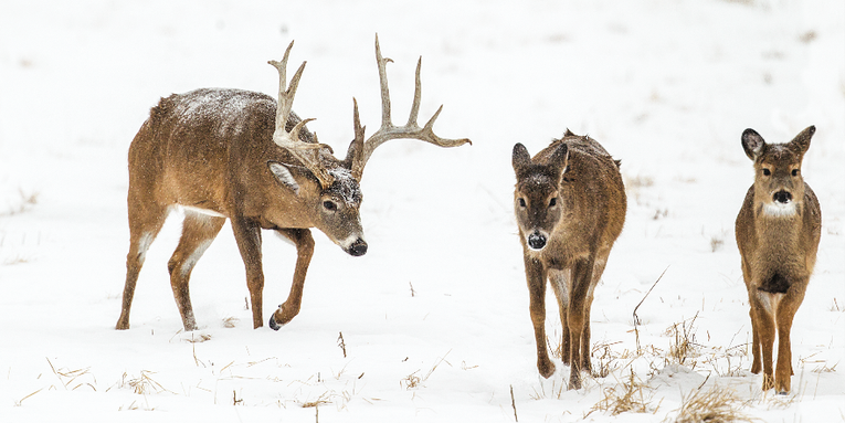 How to Take a Buck During the Secondary Rut