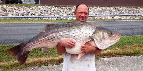 State Record Striped Bass Caught in Missouri