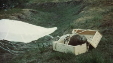 Video: Beavers Dropped From Planes in Unearthed 1950s Footage