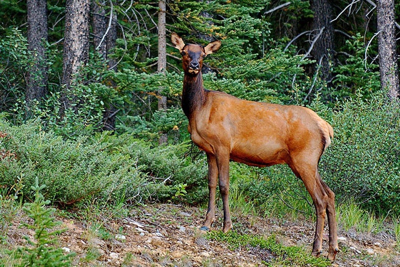 elk, yellowstone national park, tourists, selfie, national park service