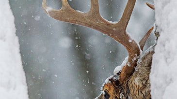 Late-Season Deer Tip: Execute an Eye-Level Ambush