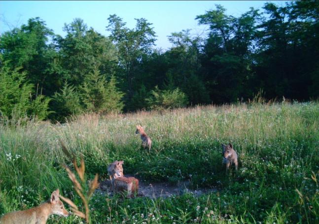 I already knew there were a lot of coyotes in the area I hunt. Almost without fail, afternoon bow hunts are serenaded by a pack of coyotes in full chase right at dusk. At least these four little pups provided some very entertaining trail camera pictures. They have shown up at this mineral lick several times. I really like this picture because one of them is gnawing on it!
