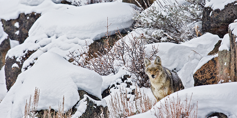 Snow Dogs: Hunting The Coyote Rut