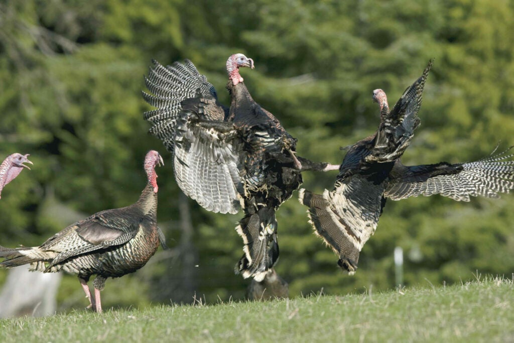 "That tom on the right got all beat up," says Donald M. Jones, who stalked these Merriam's turkeys last March. "The others attacked and attacked and didn't stop until he stayed a hundred yards from the flock. It was relentless." Though the turkeys were not breeding at the time, this type of behavior is not unusual for birds that are setting up a pecking order. <strong>Location:</strong> The Kootenai National Forest, Mont.<br />
<strong>Issue:</strong> March 2008