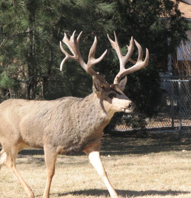 My wife and I were on our way to do some shed hunting when she saw this buck walking through the neighborhood. We watched the buck for about 30 minutes before we figured we had better leave him alone. Didn't find any sheds but the days was still a success. How old do you think he is? Any guesses?