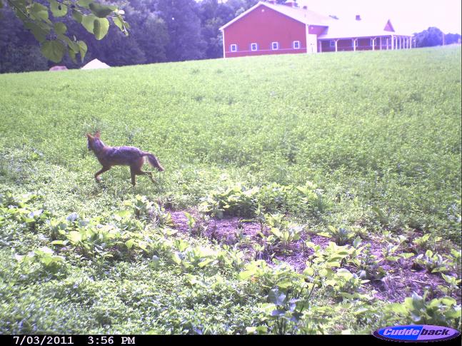 Here is a day time picture of Tricycle, the three legged coyote living in our neck of the woods. I see him on occasion in the evenings and have him in several trail cam pictures as well. He is a survivor and a testament to how resilient these creatures are.