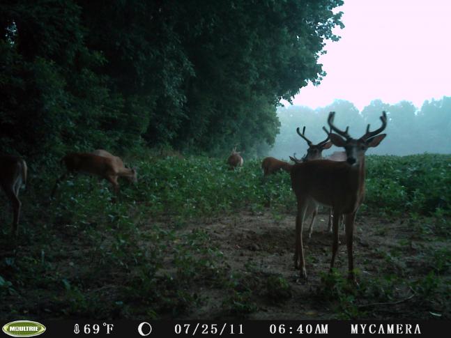 If you put all the antlers together, you would have a nice size buck! Looks like they will be stealing my dad's soybeans a few more years until they all fill out.