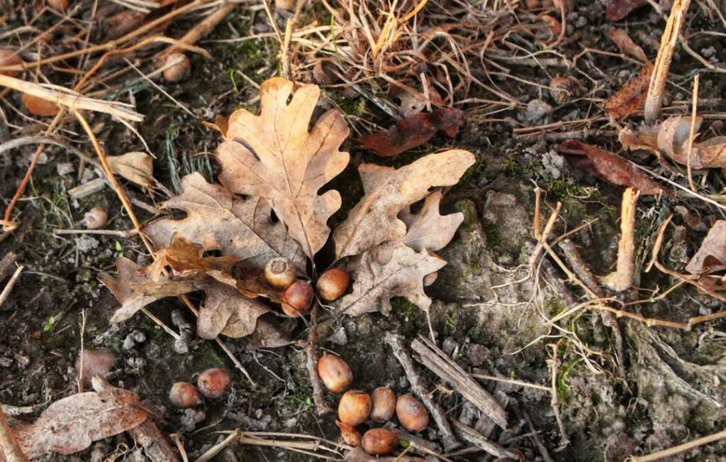 scattered acorns on the ground