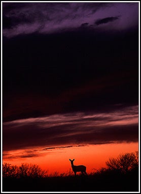 Broderick Stearns from Sulphur, Oklahoma, had to act fast to capture this lone doe he encountered in Chickasaw National Recreation Area. To get the shot before the colors faded, Stearns hopped out of his truck and ran down the trail into position. We think the end result is stunning.