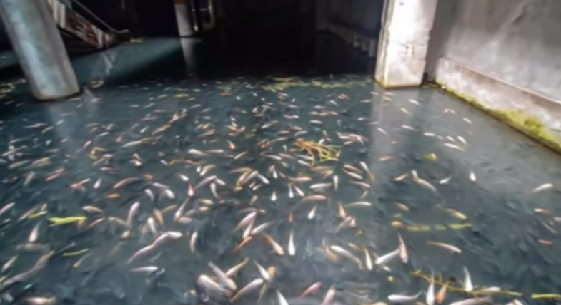 Video: Abandoned Shopping Mall Becomes Giant, Four-Story Fish Tank