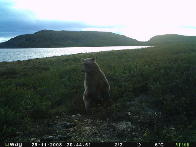 I set up my Trail camera at Peterson's Point Lake Lodge in Augaust of 2012 on one of the few trees in the barrens. The date and time on photo is incorrect