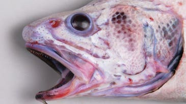 Photos: Bizarre New and Rare Fish Species Found in Deep Waters off New Zealand