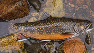 Connecticut River Dam Removal to Restore 140 Miles of Brook Trout Spawning Ground