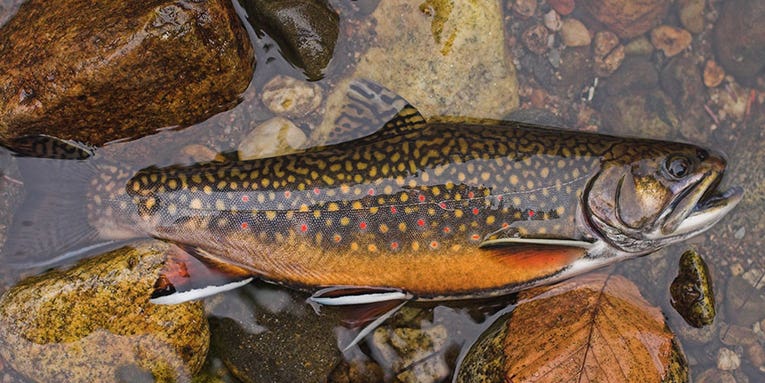Connecticut River Dam Removal to Restore 140 Miles of Brook Trout Spawning Ground
