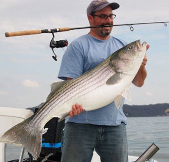Flat Chances With Giant Stripers