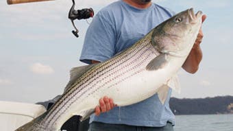 Flat Chances With Giant Stripers