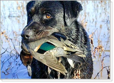 <strong>2002 F&S; Photo Contest Winners</strong> This photo was taken by Brady Walker of Wellington, KS. It is of his 5 year-old lab "Meat" with a green-winged teal that was shot in Oklahoma during an early January duck hunt.