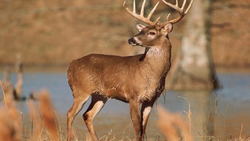 The Science of Shooting Deer