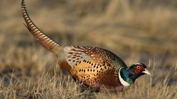 Two-Hour Ringnecks: Flush Roosters When the Clock is Ticking