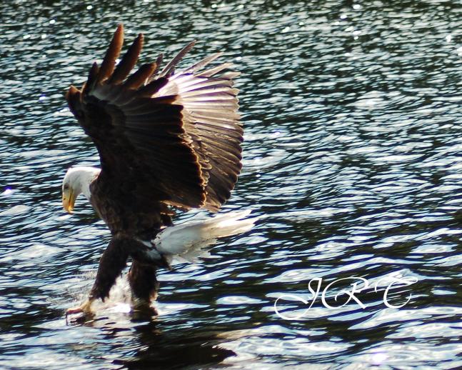 My family and I went to Maine for a week. The Eagles were following us around, feeding on fish in the lake. Got a lot more great shots but this is one of my husbands favorites.