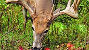 Plant These Fruit Trees to Put Bucks in Bow Range