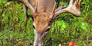 Plant These Fruit Trees to Put Bucks in Bow Range