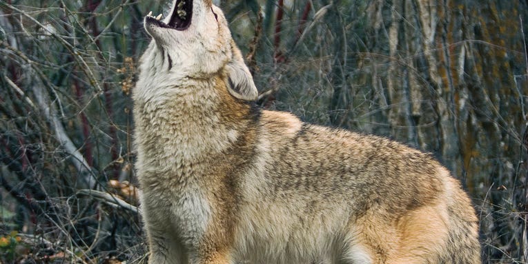 Why November is The Best Time to Hunt Coyotes